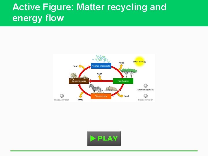 Active Figure: Matter recycling and energy flow 