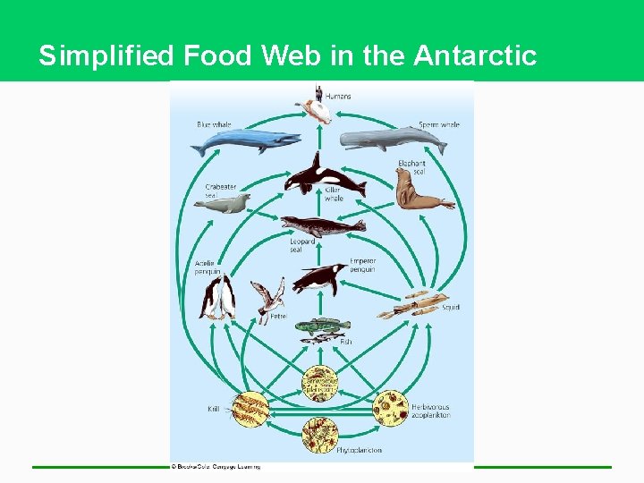 Simplified Food Web in the Antarctic 