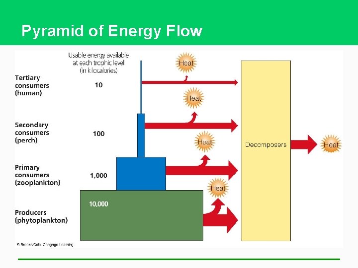 Pyramid of Energy Flow 