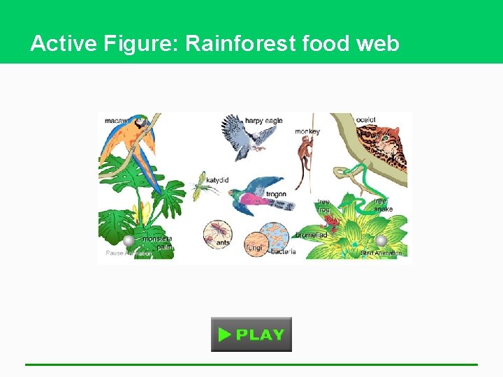 Active Figure: Rainforest food web 