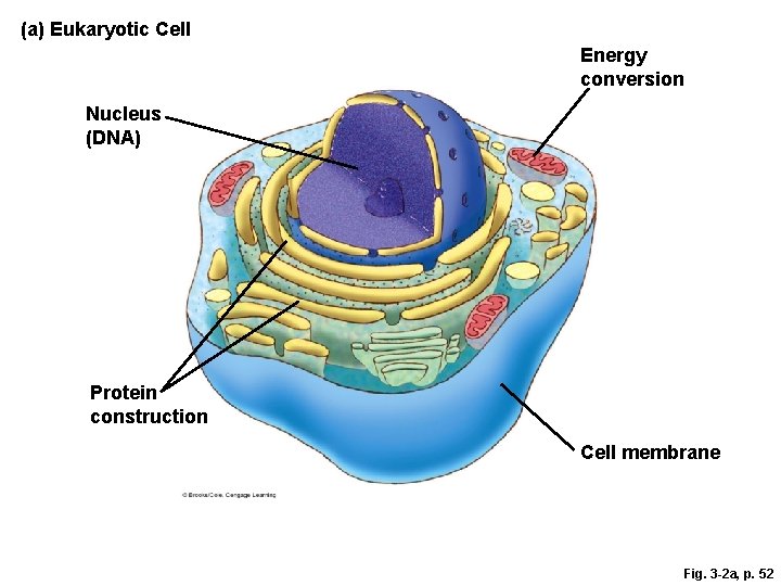 (a) Eukaryotic Cell Energy conversion Nucleus (DNA) Protein construction Cell membrane Fig. 3 -2