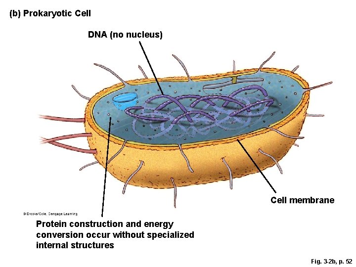 (b) Prokaryotic Cell DNA (no nucleus) Cell membrane Protein construction and energy conversion occur