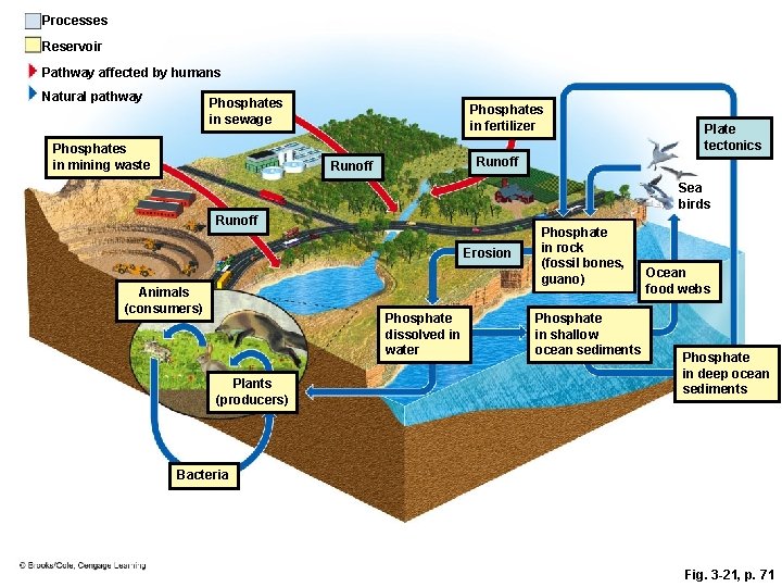 Processes Reservoir Pathway affected by humans Natural pathway Phosphates in sewage Phosphates in mining