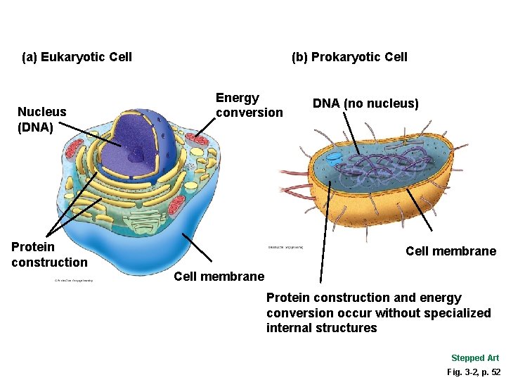 (a) Eukaryotic Cell Nucleus (DNA) (b) Prokaryotic Cell Energy conversion Protein construction DNA (no