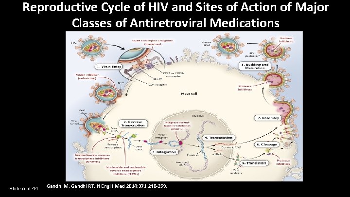 Reproductive Cycle of HIV and Sites of Action of Major Classes of Antiretroviral Medications