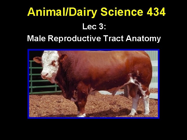 Animal/Dairy Science 434 Lec 3: Male Reproductive Tract Anatomy 