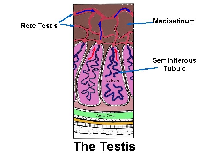 Mediastinum Rete Testis Seminiferous Tubule The Testis 