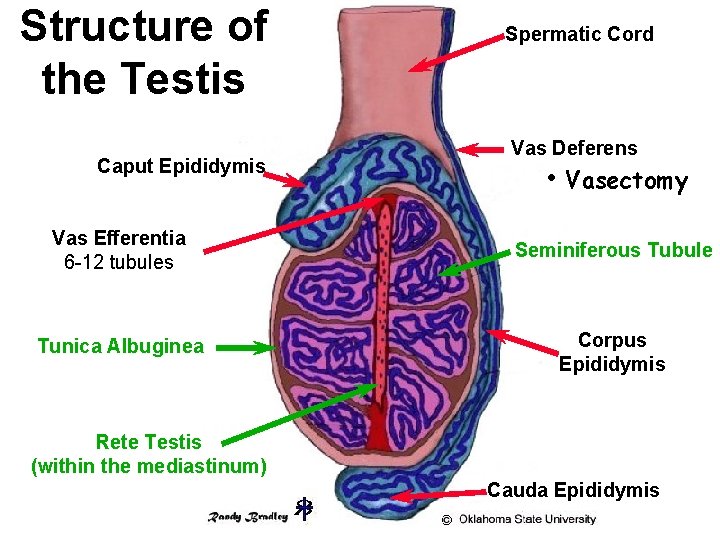 Structure of the Testis Caput Epididymis Spermatic Cord Vas Deferens • Vasectomy Vas Efferentia