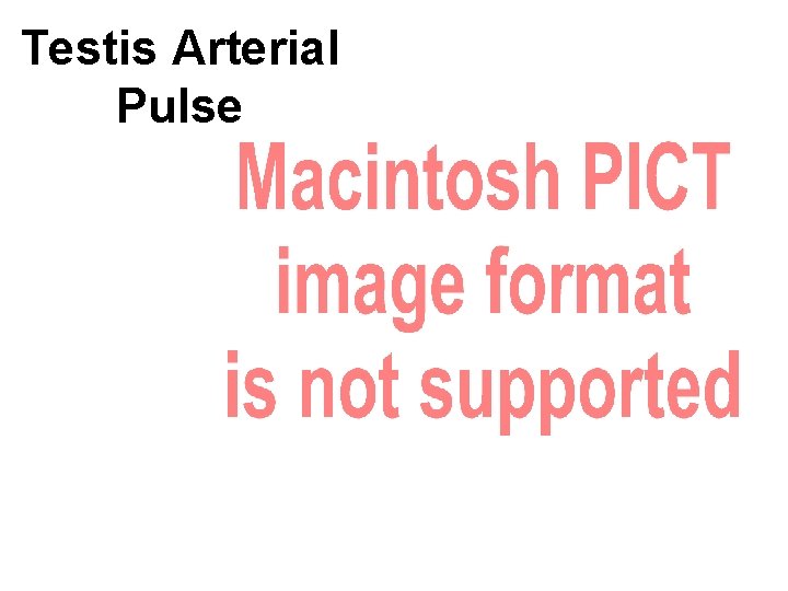 Testis Arterial Pulse 