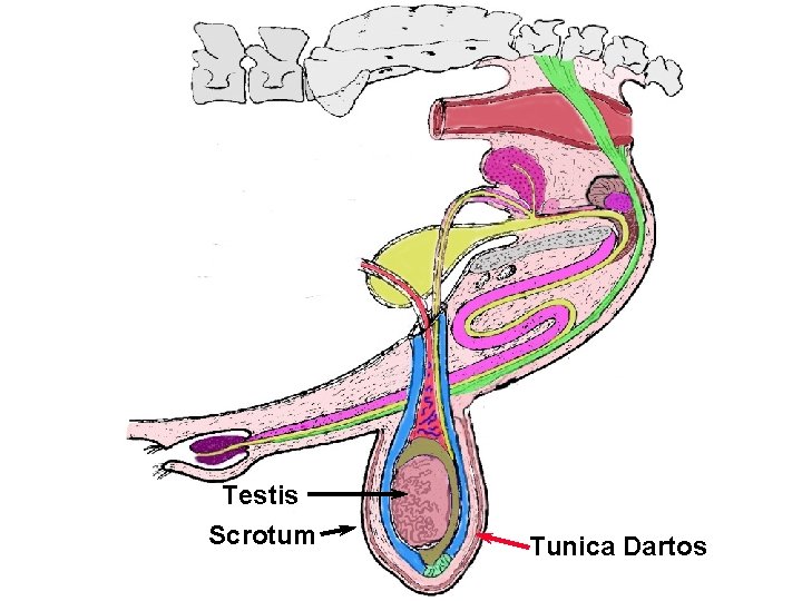 Bull Tract Testis Scrotum Tunica Dartos 