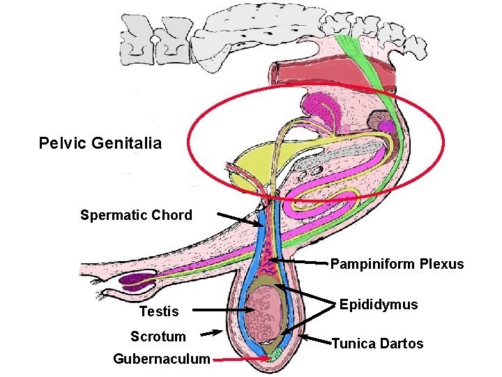 Bull Tract Pelvic Genitalia Spermatic Chord Pampiniform Plexus Testis Scrotum Gubernaculum Epididymus Tunica Dartos