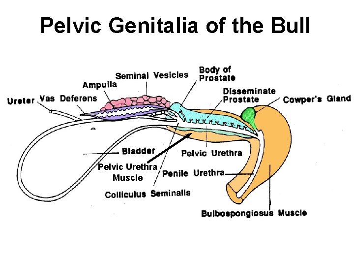 Pelvic Genitalia of the Bull Pelvic Urethra Muscle 