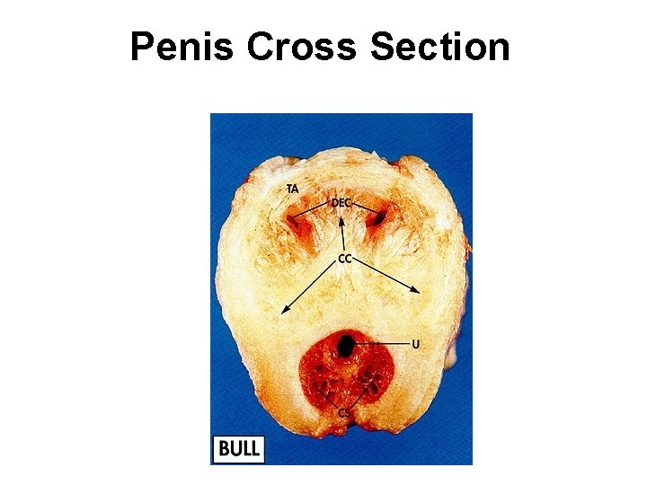 Penis Cross Section 