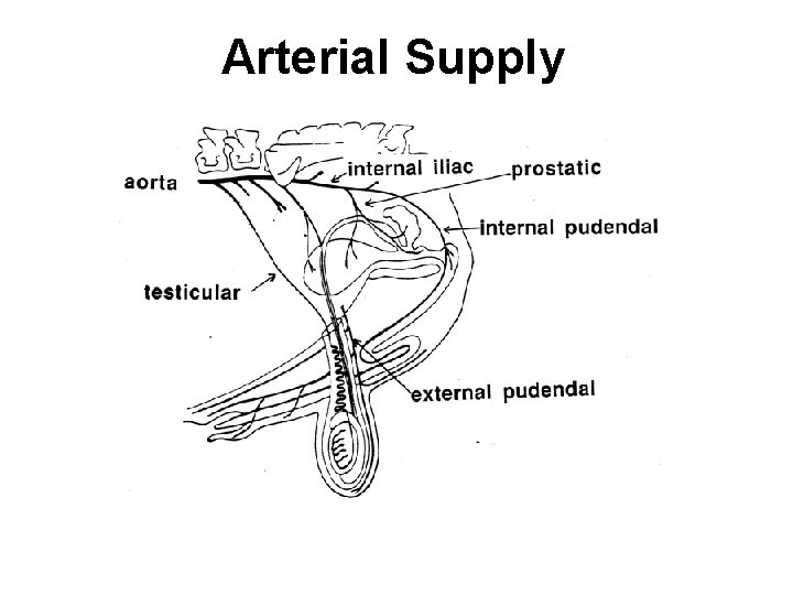 Arterial Supply 