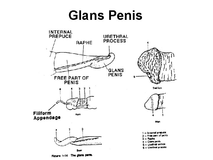 Glans Penis 