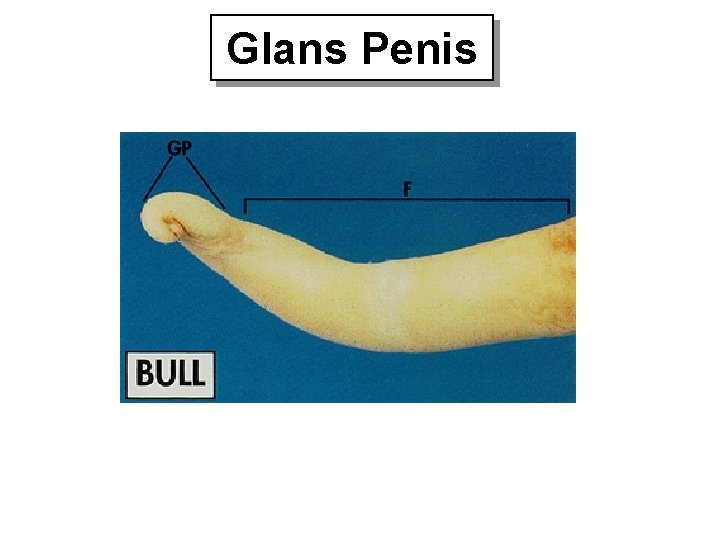 Glans Penis 