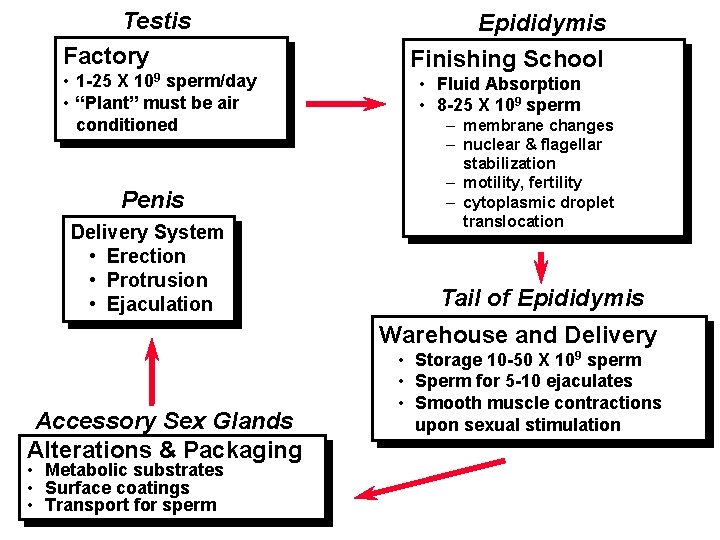 Testis Factory • 1 -25 X 109 sperm/day • “Plant” must be air conditioned