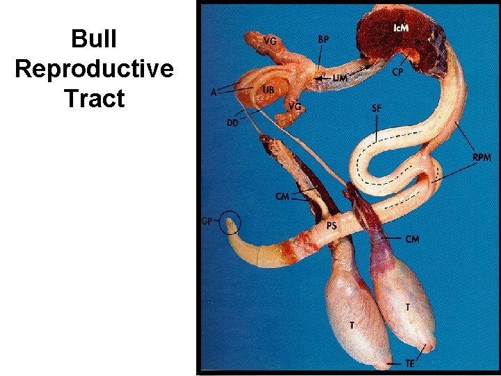 Bull Reproductive Tract 