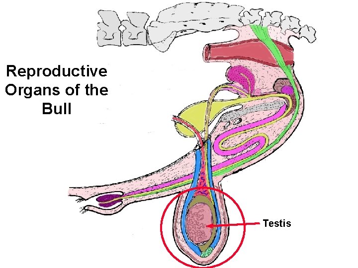 Reproductive Organs of the Bull Testis 