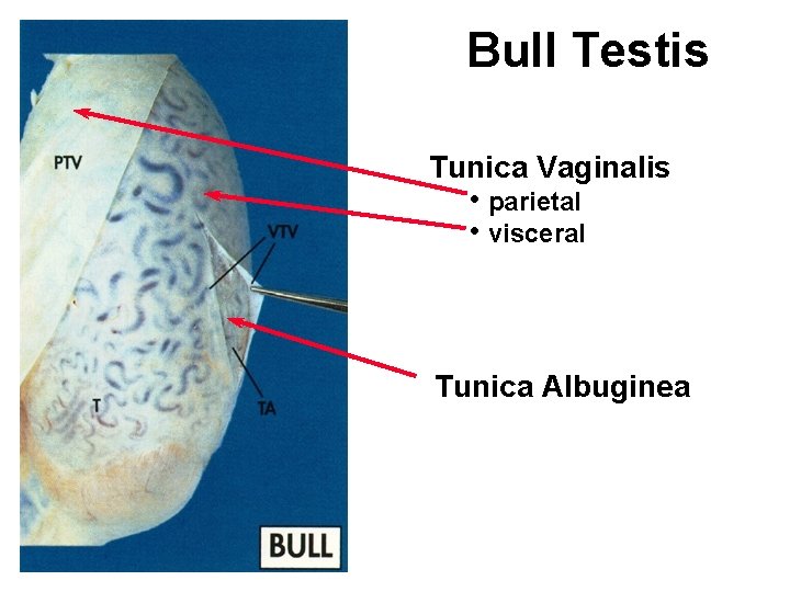 Bull Testis Tunica Vaginalis • parietal • visceral Tunica Albuginea 