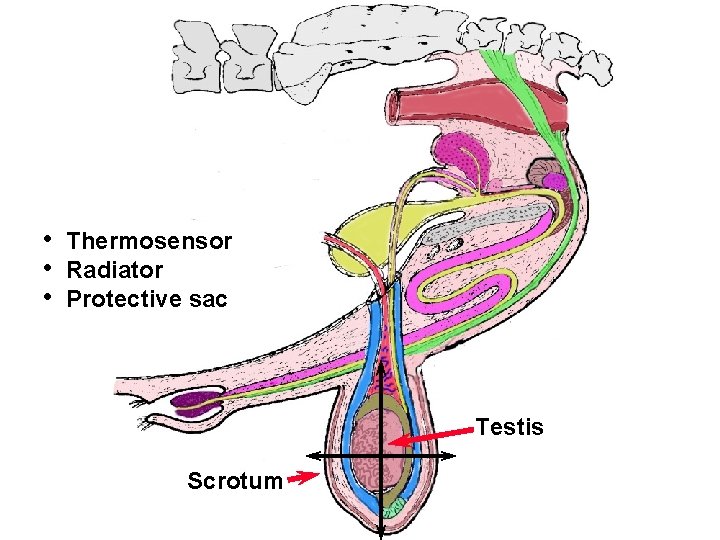 Bull Tract • • • Thermosensor Radiator Protective sac Testis Scrotum 