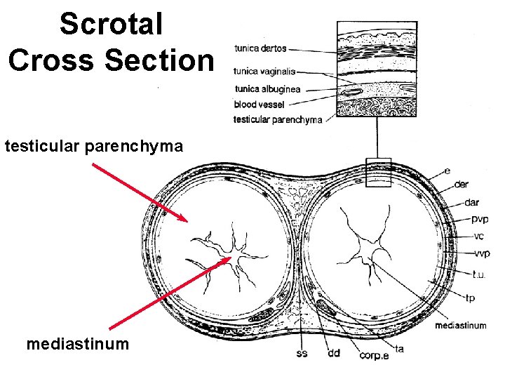 Scrotal Cross Section testicular parenchyma mediastinum 