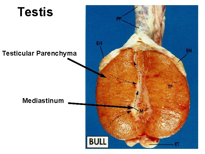 Testis Testicular Parenchyma Mediastinum 