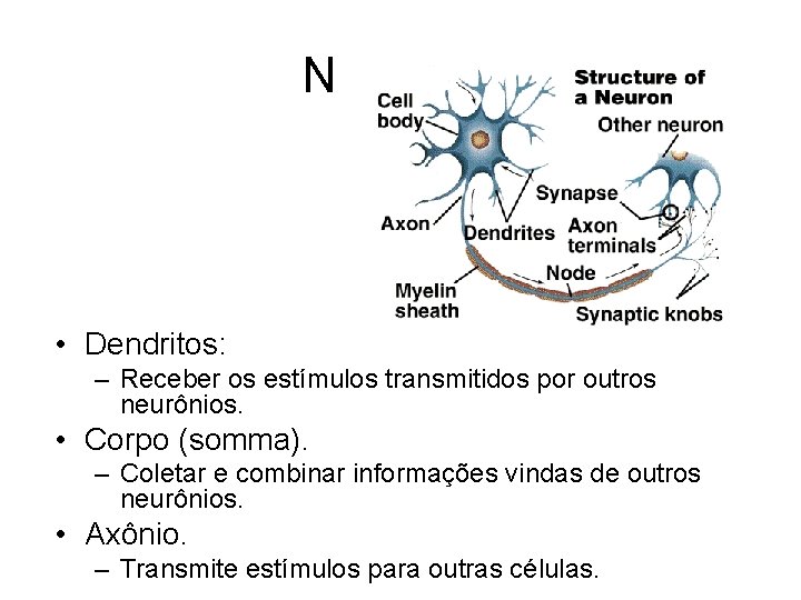 Neurônio • Dendritos: – Receber os estímulos transmitidos por outros neurônios. • Corpo (somma). Neurônio • Dendritos: – Receber os estímulos transmitidos por outros neurônios. • Corpo (somma).