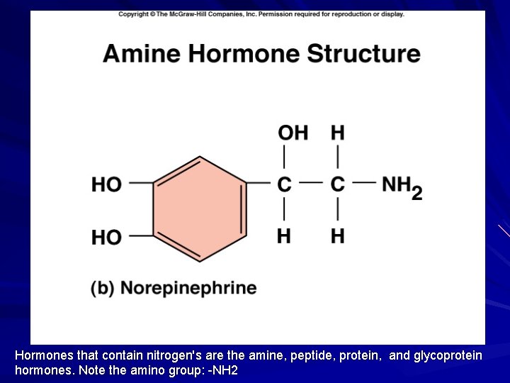 Hormones that contain nitrogen's are the amine, peptide, protein, and glycoprotein hormones. Note the