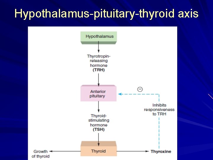 Hypothalamus-pituitary-thyroid axis 