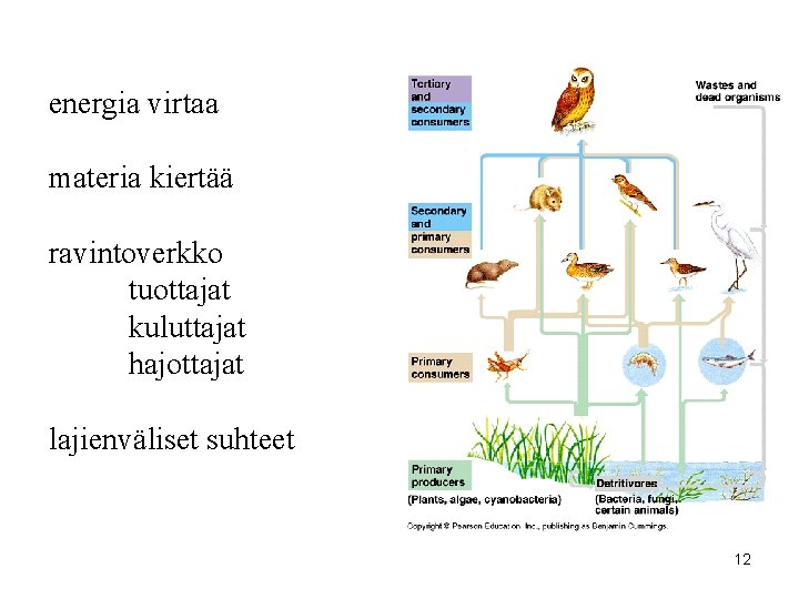 energia virtaa materia kiertää ravintoverkko tuottajat kuluttajat hajottajat lajienväliset suhteet 12 