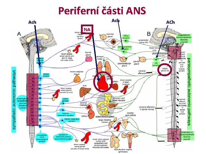 Periferní části ANS Ach NA ACh 