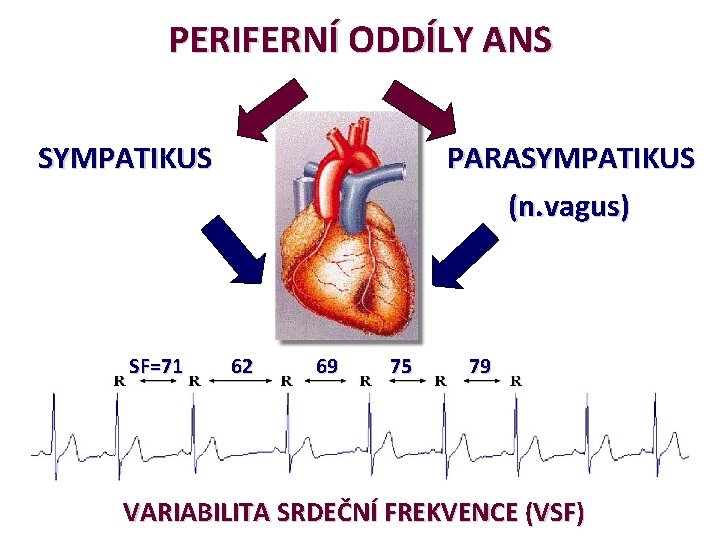 PERIFERNÍ ODDÍLY ANS SYMPATIKUS SF=71 PARASYMPATIKUS (n. vagus) 62 69 75 79 VARIABILITA SRDEČNÍ