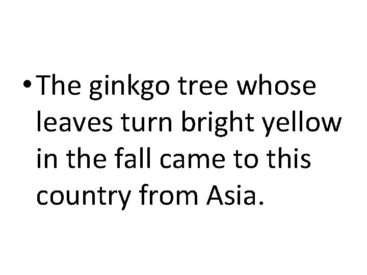  • The ginkgo tree whose leaves turn bright yellow in the fall came