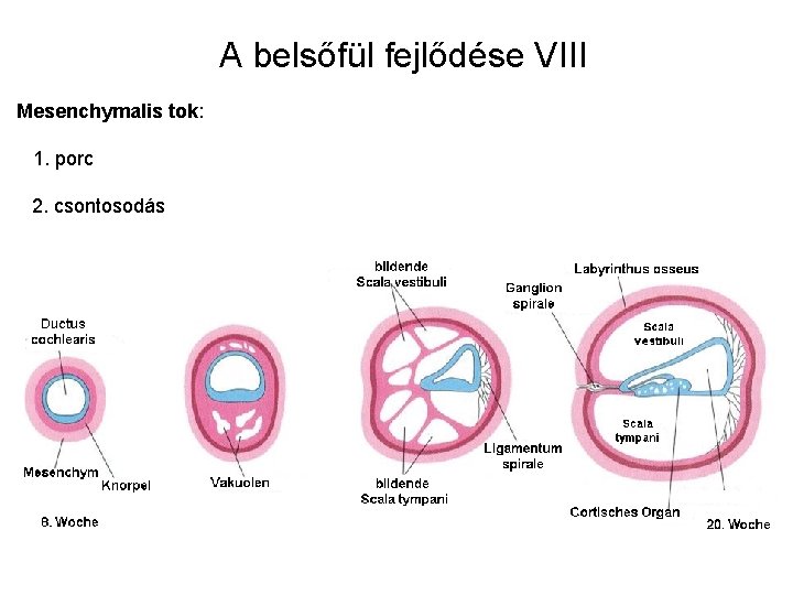 A belsőfül fejlődése VIII Mesenchymalis tok: 1. porc 2. csontosodás 