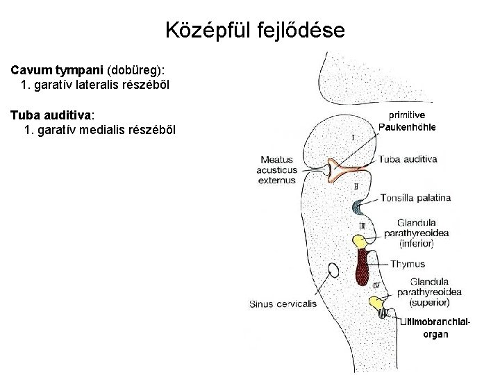 Középfül fejlődése Cavum tympani (dobüreg): 1. garatív lateralis részéből Tuba auditiva: 1. garatív medialis