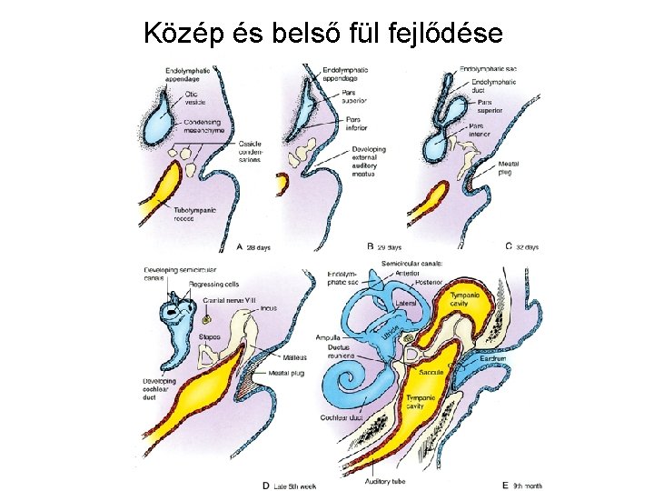 Közép és belső fül fejlődése 