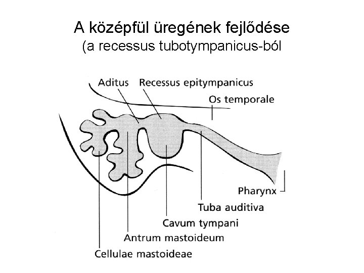 A középfül üregének fejlődése (a recessus tubotympanicus-ból 