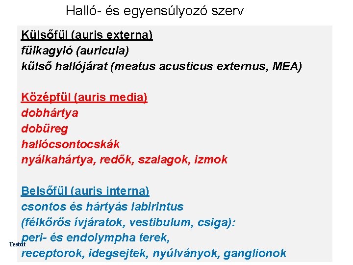 Halló- és egyensúlyozó szerv Külsőfül (auris externa) fülkagyló (auricula) külső hallójárat (meatus acusticus externus,