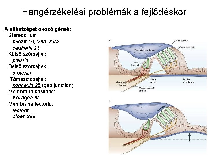 Hangérzékelési problémák a fejlődéskor A süketséget okozó gének: Stereocilium: miozin VI, VIIa, XVa cadherin