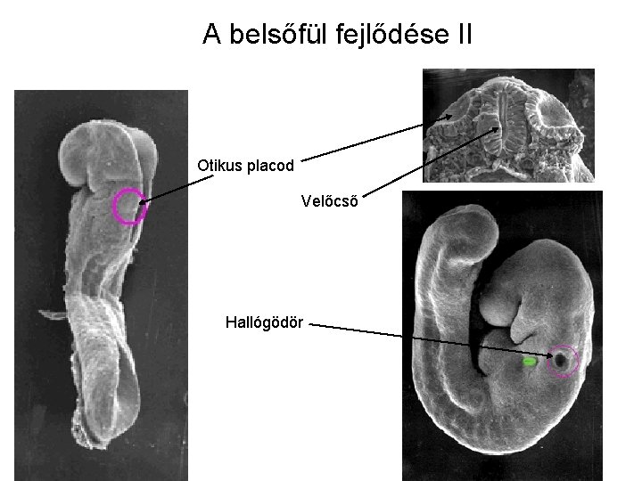 A belsőfül fejlődése II Otikus placod Velőcső Hallógödör 