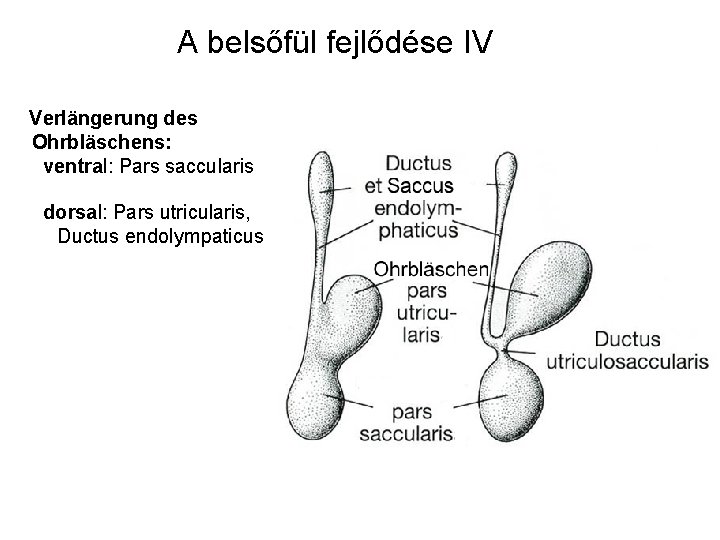 A belsőfül fejlődése IV Verlängerung des Ohrbläschens: ventral: Pars saccularis dorsal: Pars utricularis, Ductus