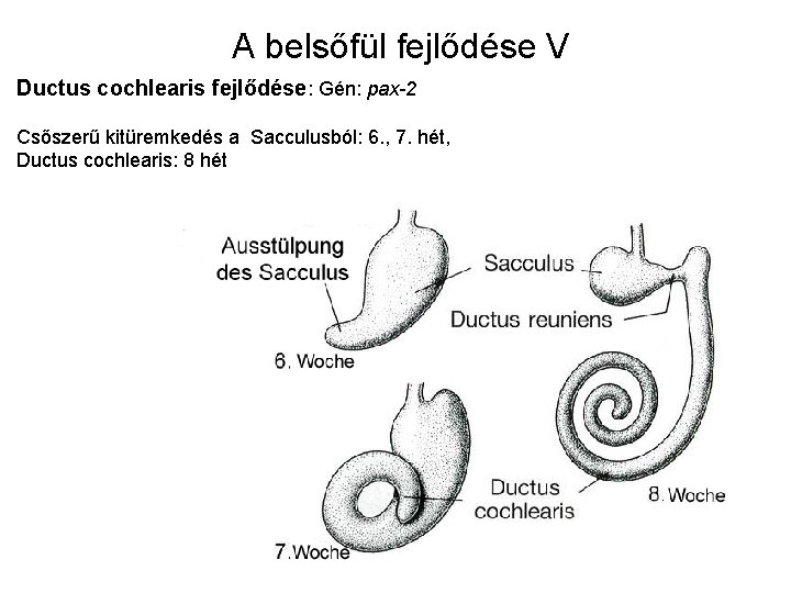 A belsőfül fejlődése V Ductus cochlearis fejlődése: Gén: pax-2 Csőszerű kitüremkedés a Sacculusból: 6.