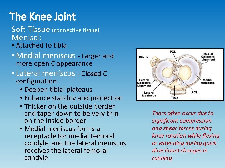 The Knee Joint Soft Tissue (connective tissue) Menisci: • Attached to tibia • Medial The Knee Joint Soft Tissue (connective tissue) Menisci: • Attached to tibia • Medial