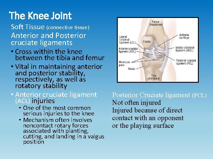 The Knee Joint Soft Tissue (connective tissue) Anterior and Posterior cruciate ligaments • Cross The Knee Joint Soft Tissue (connective tissue) Anterior and Posterior cruciate ligaments • Cross