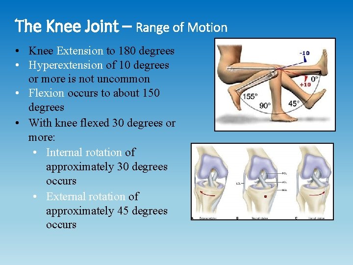 The Knee Joint – Range of Motion • Knee Extension to 180 degrees • The Knee Joint – Range of Motion • Knee Extension to 180 degrees •