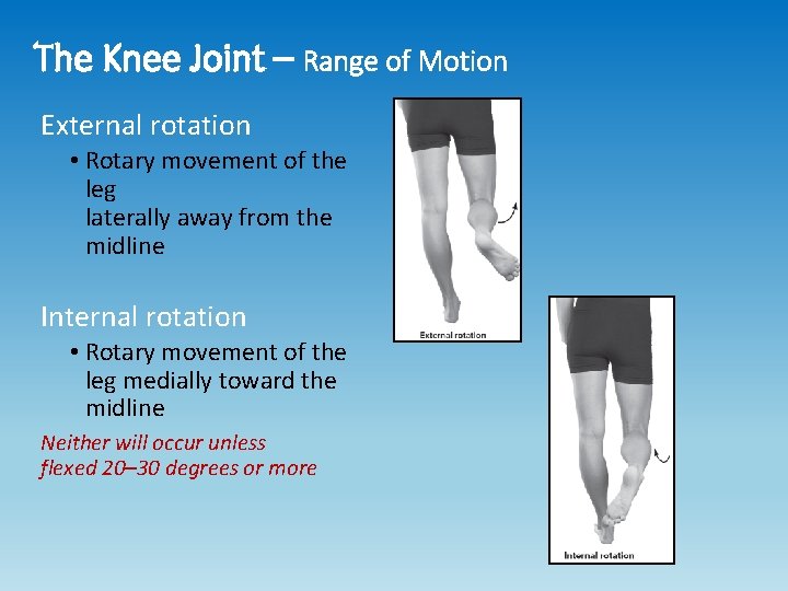 The Knee Joint – Range of Motion External rotation • Rotary movement of the The Knee Joint – Range of Motion External rotation • Rotary movement of the