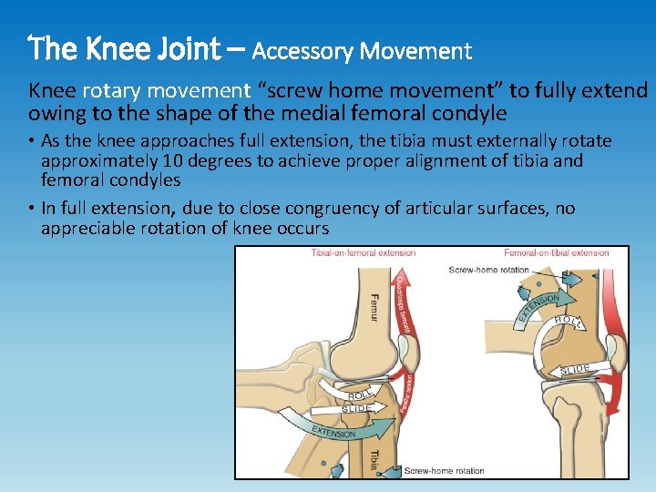 The Knee Joint – Accessory Movement Knee rotary movement “screw home movement” to fully The Knee Joint – Accessory Movement Knee rotary movement “screw home movement” to fully