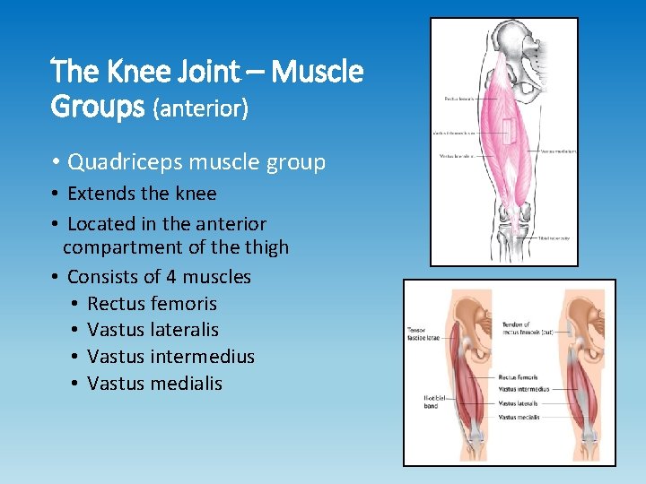 The Knee Joint – Muscle Groups (anterior) • Quadriceps muscle group • Extends the The Knee Joint – Muscle Groups (anterior) • Quadriceps muscle group • Extends the