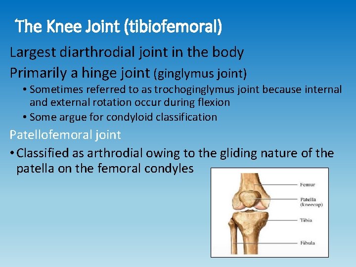 The Knee Joint (tibiofemoral) Largest diarthrodial joint in the body Primarily a hinge joint The Knee Joint (tibiofemoral) Largest diarthrodial joint in the body Primarily a hinge joint